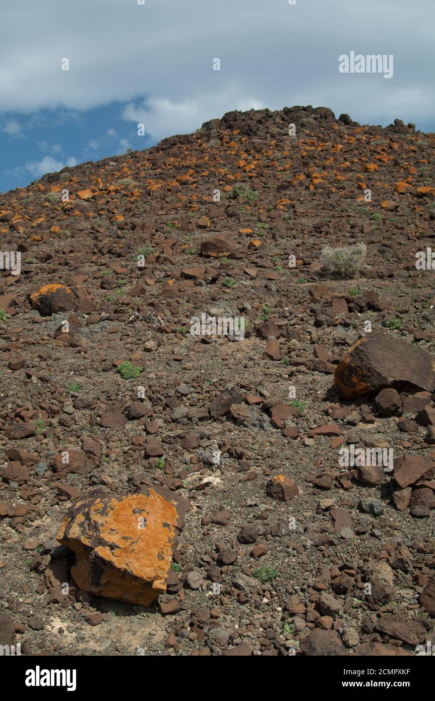 Lichens couvrant les rochers de Jandia. Fuerteventura. Îles Canaries. Espagne. Banque D'Images