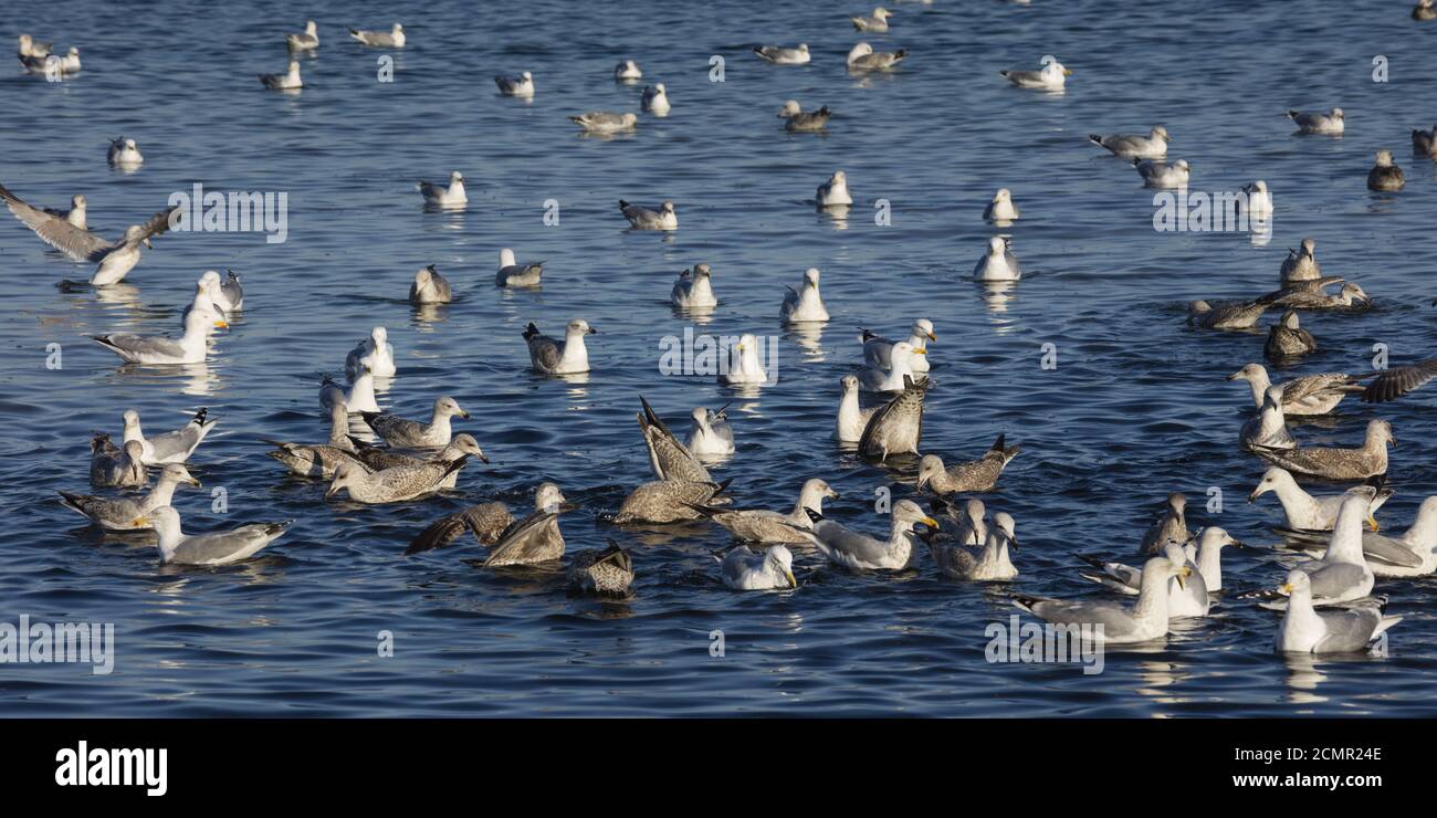 Goélands de mer sur la côte de la mer Baltique Banque D'Images