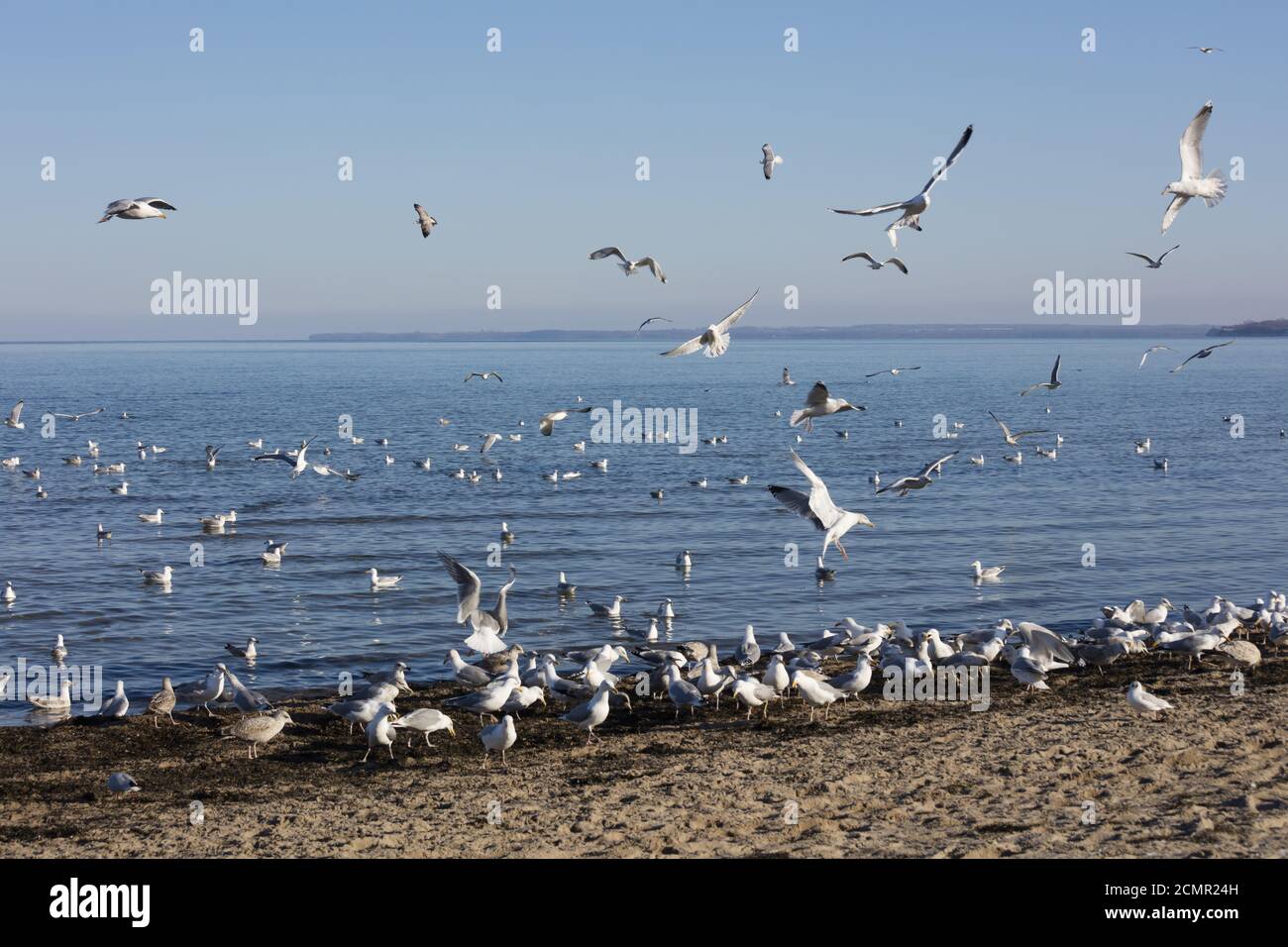 Goélands de mer sur la côte de la mer Baltique Banque D'Images
