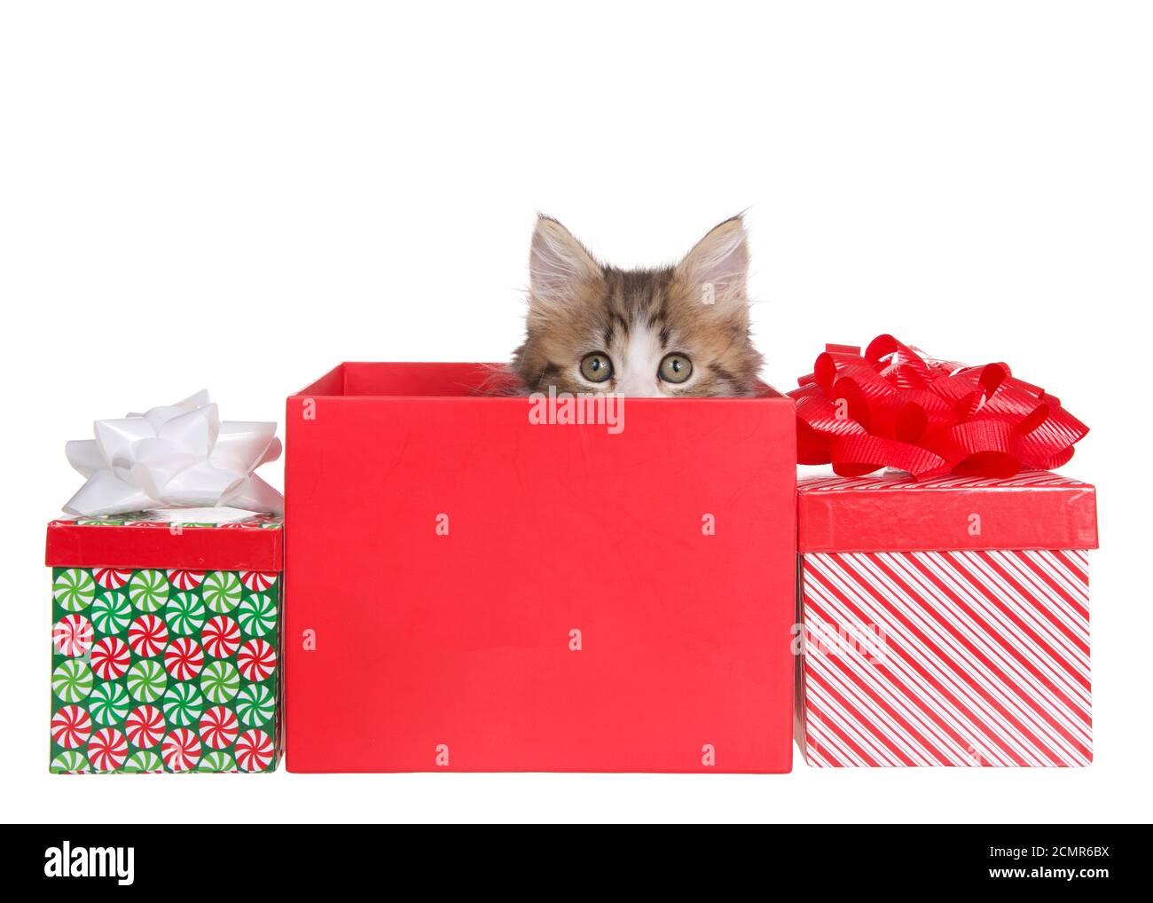 Chaton de chat Forrest norvégien brun et blanc à poil long peaçant sur le bord d'une boîte rouge, des cadeaux de Noël colorés de chaque côté avec des couleurs vives festives b Banque D'Images