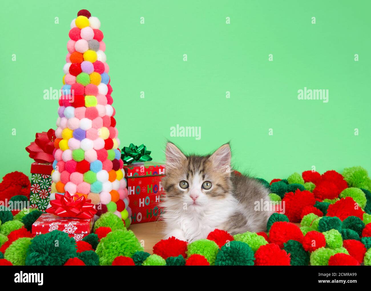 Norwegian Forrest Chat chaton posé sur un plancher de bois à côté d'une boule de fil arbre de Noël entouré de balles de fil rouge et vert, regardant directement vie Banque D'Images