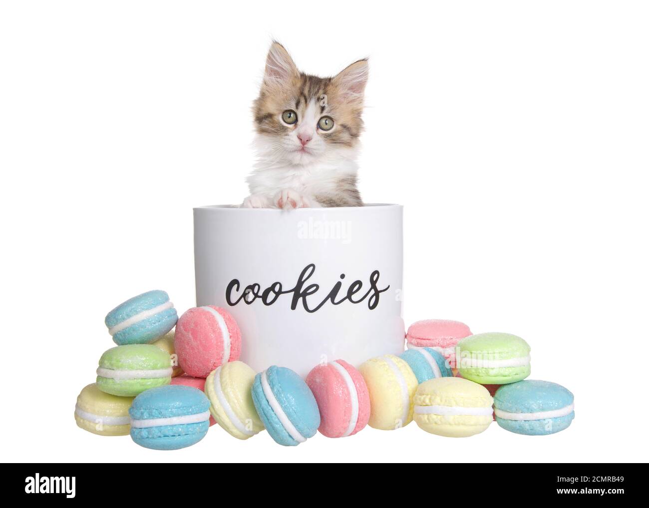 Adorable petit chaton qui sort d'un pot de biscuit en porcelaine étiqueté, avec des biscuits de macaron à l'extérieur du pot dans diverses couleurs et saveurs. Isolé sur wh Banque D'Images