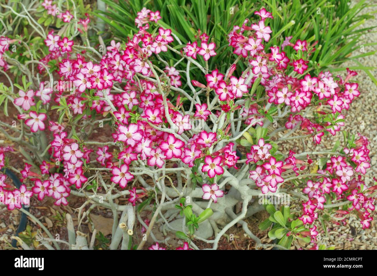 Un jeune buisson de fleurs roses d'Azalea pousse sur une pelouse de printemps rustique. Banque D'Images