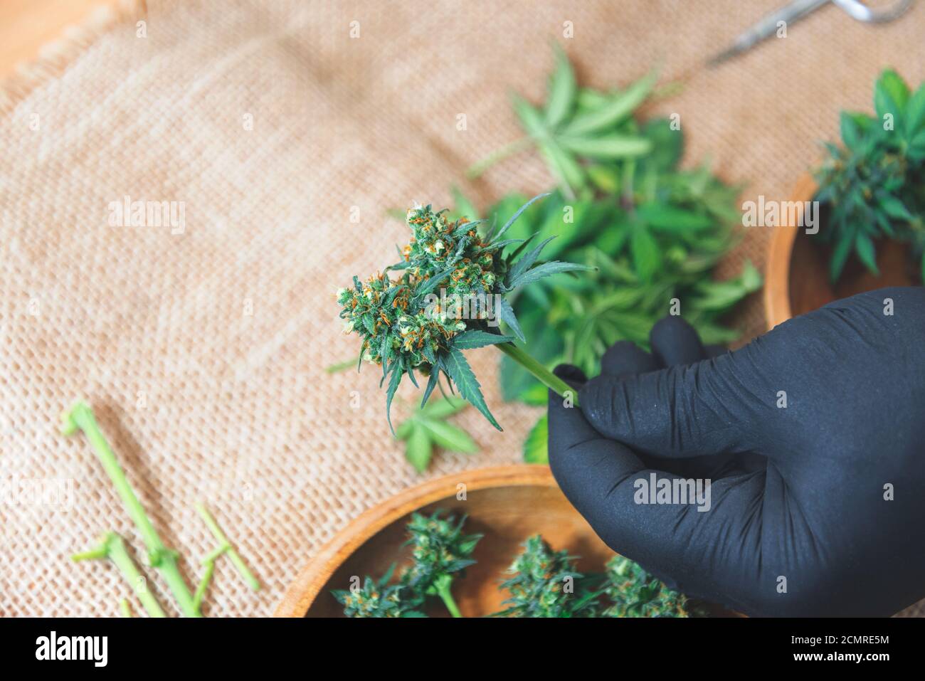 les bourgeons de cannabis mûr sont maintenus avec les doigts gants noirs Banque D'Images