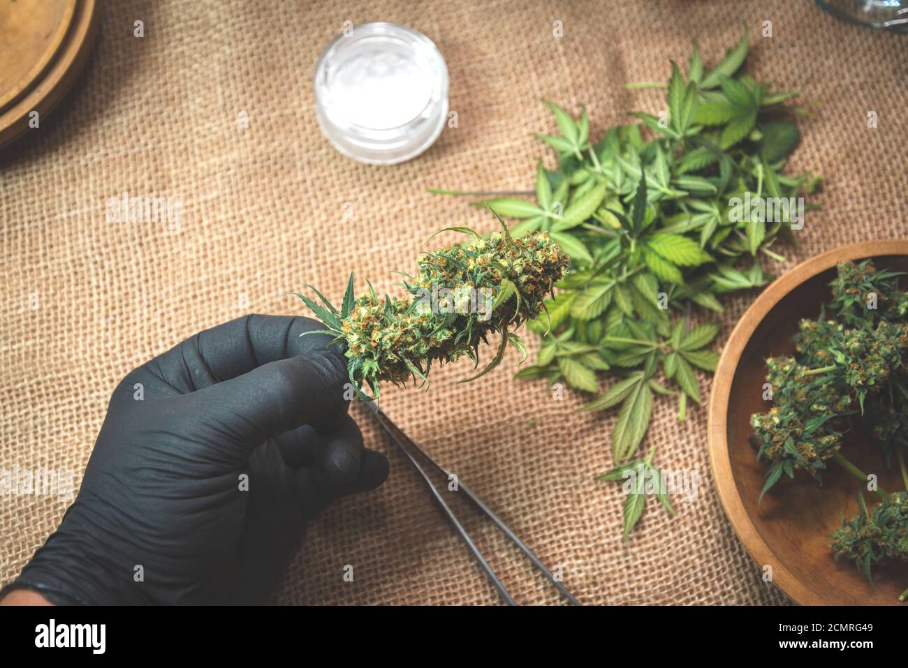 les bourgeons de cannabis mûr sont maintenus avec les doigts gants noirs Banque D'Images