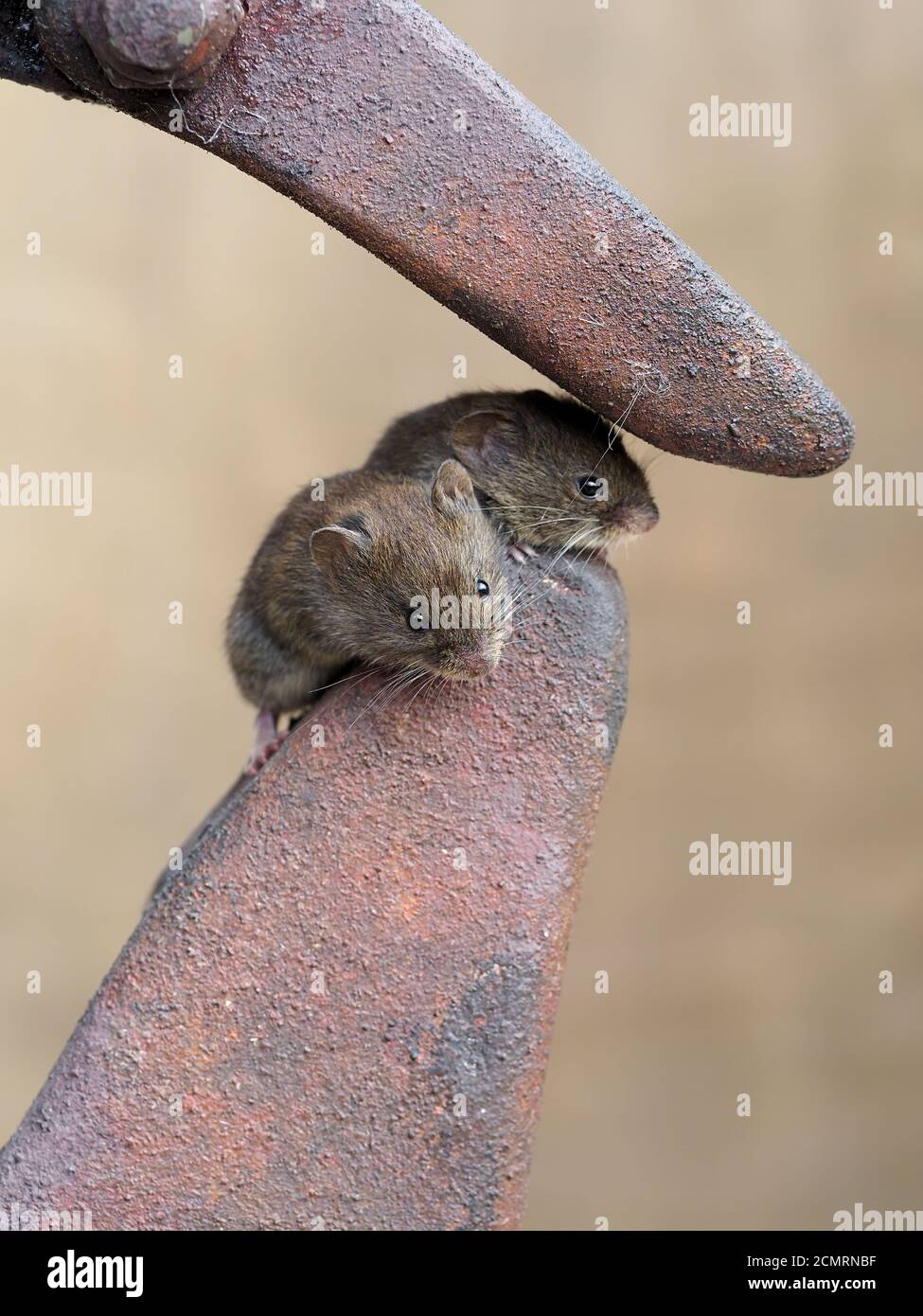 Souris maison, Mus musculus, deux mammifères captifs, septembre 2020 Banque D'Images