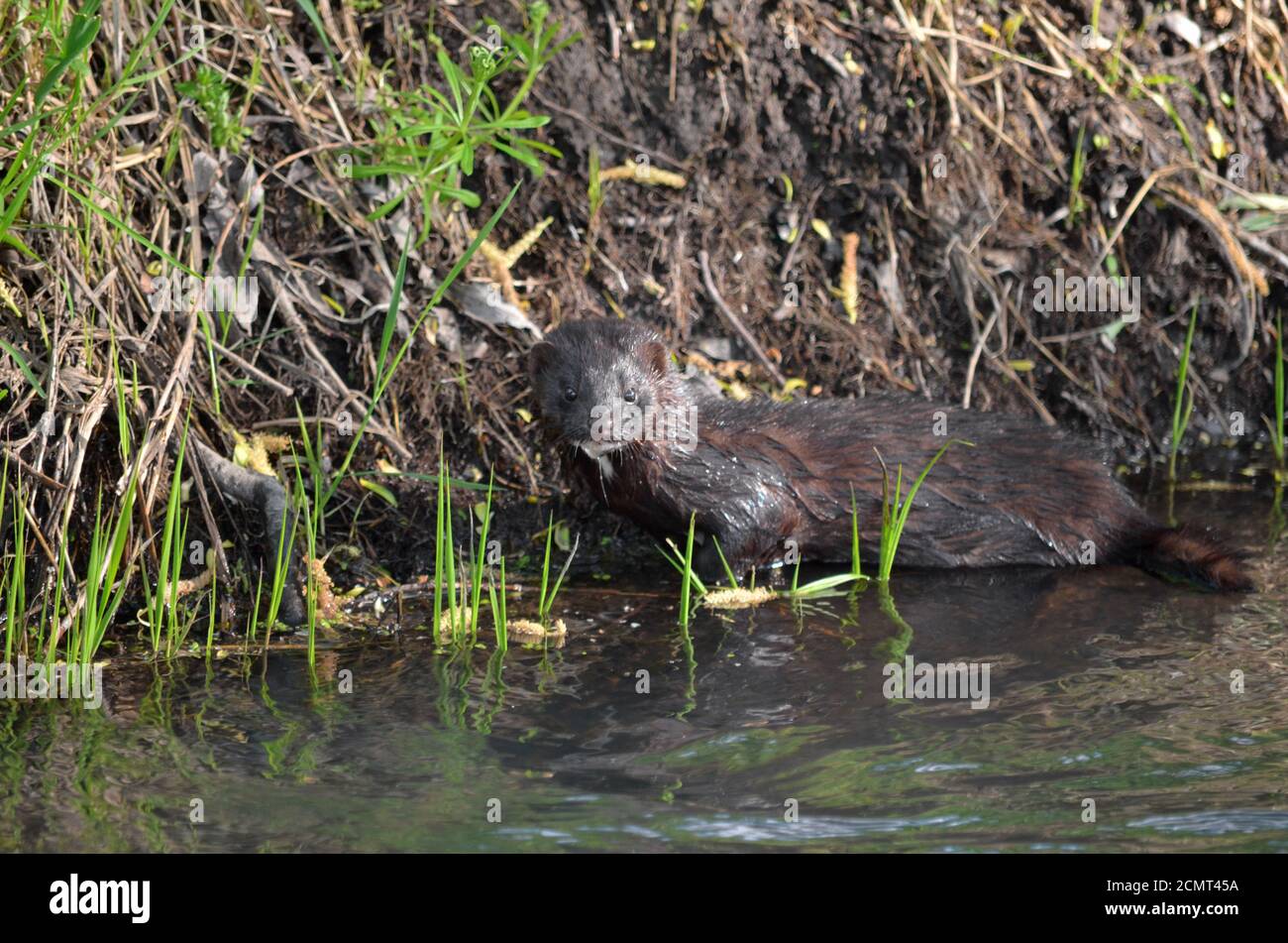 Le vison américain est une espèce introduite en Ukraine. Visez dans son habitat naturel sur le fleuve Bucha dans la région de Kiev. Faune de l'Ukraine. Banque D'Images