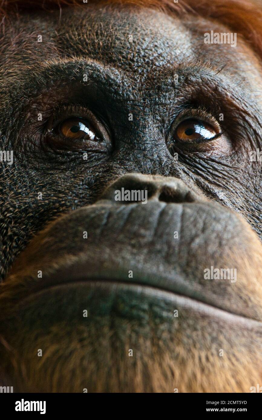 Gros plan sur un visage d'Orangutan adulte. Septembre 2008 Banque D'Images