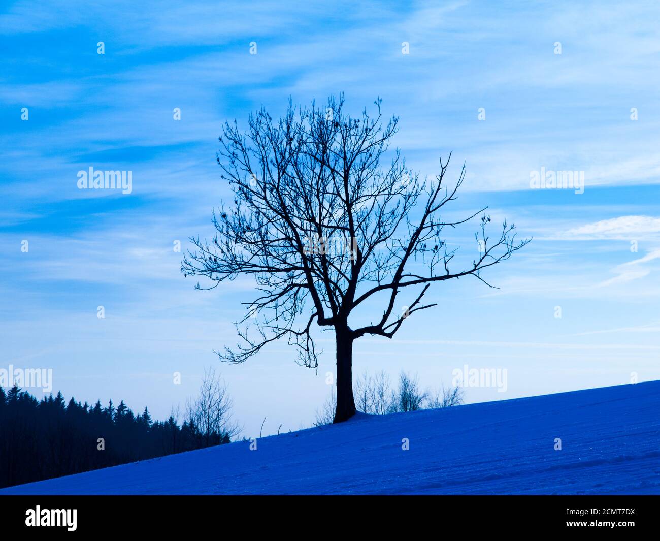 Silhouette d'arbre en soirée d'hiver, ton bleu, température froide Banque D'Images