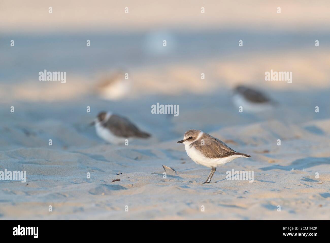 Des échassiers ou des oiseaux de rivage, le pluvier de kentish sur la plage Banque D'Images