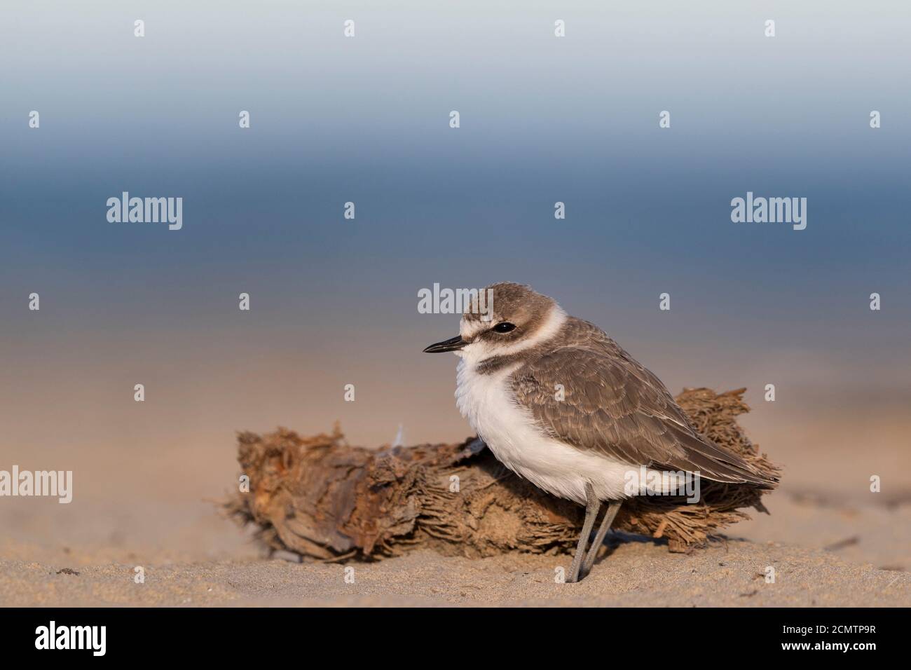 Des échassiers ou des oiseaux de rivage, le pluvier de kentish sur la plage Banque D'Images