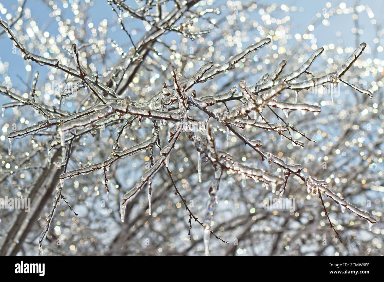 Arbre branches glacées close-up Banque D'Images