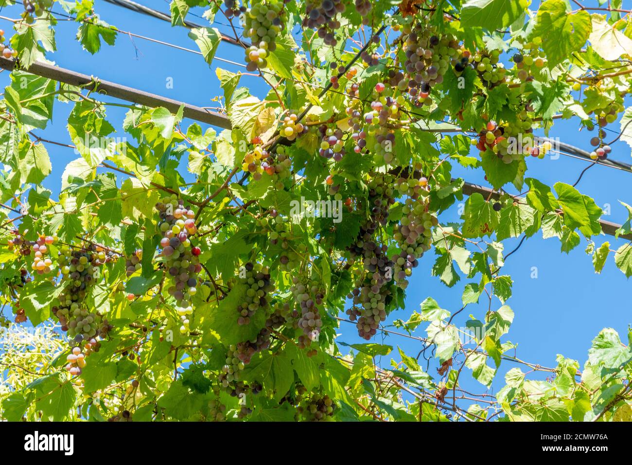 Des raisins blancs et rouges suspendus entourés de feuilles vertes luxuriantes contre le ciel bleu à un jour ensoleillé Banque D'Images