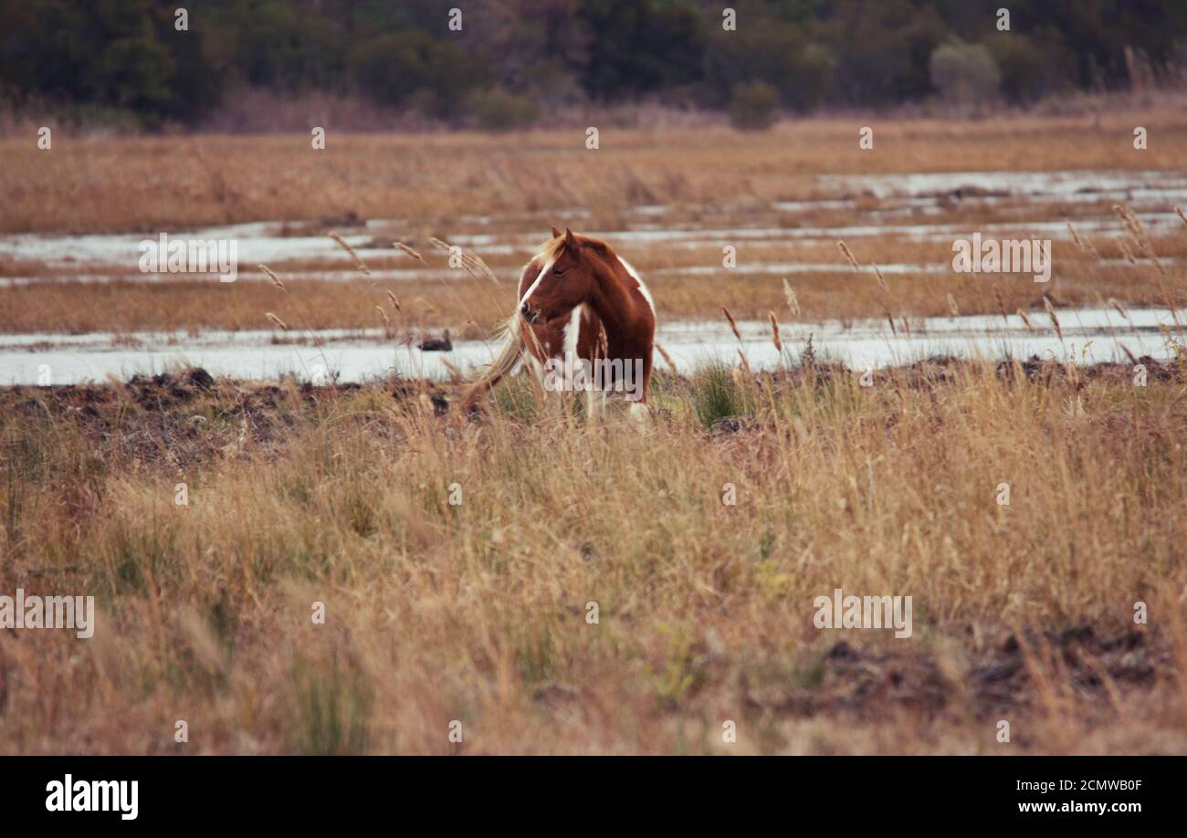 Wild Horse dans la réserve naturelle nationale de Chincoteague Banque D'Images