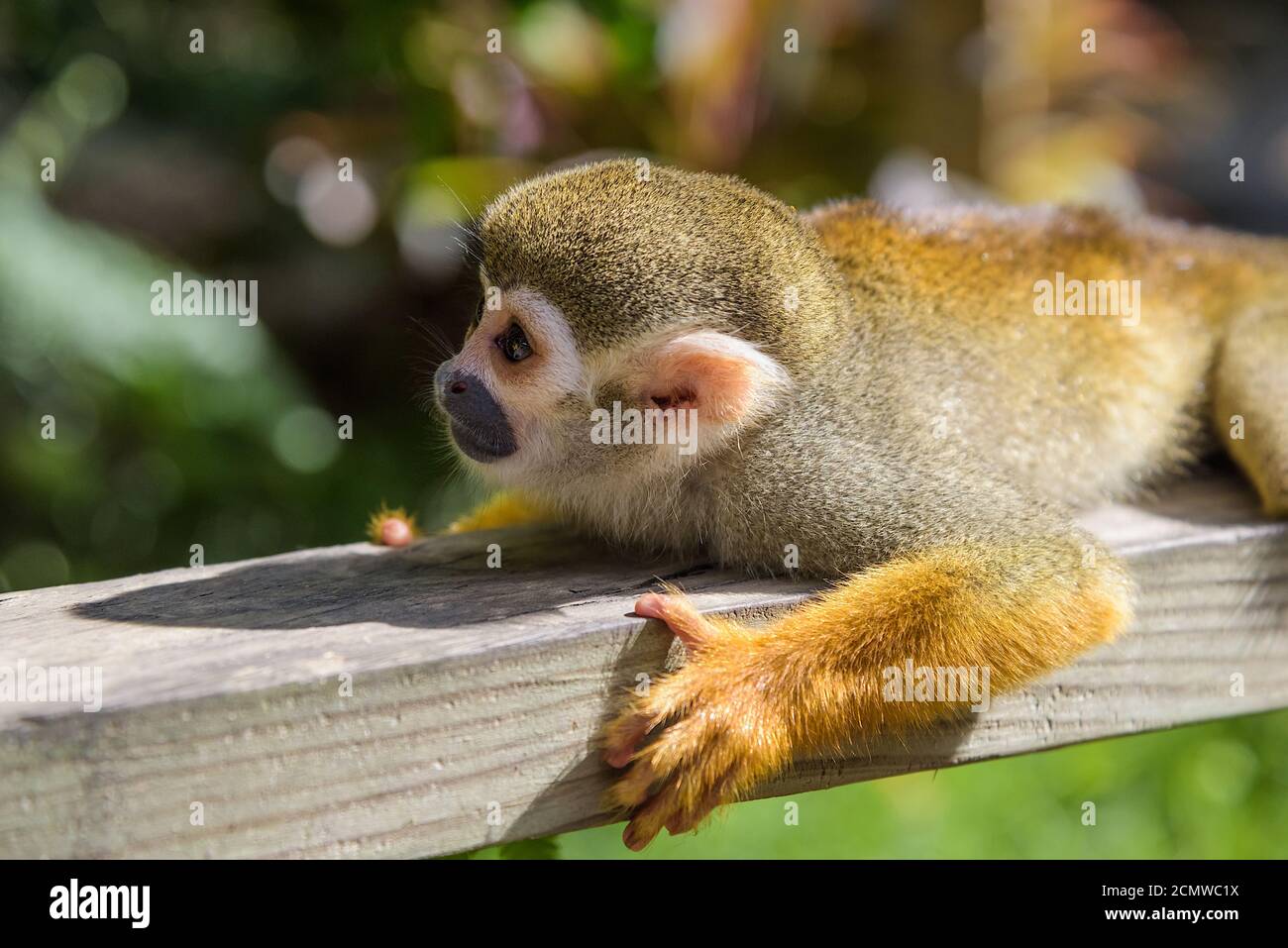 singe écureuil dans le parc Banque D'Images