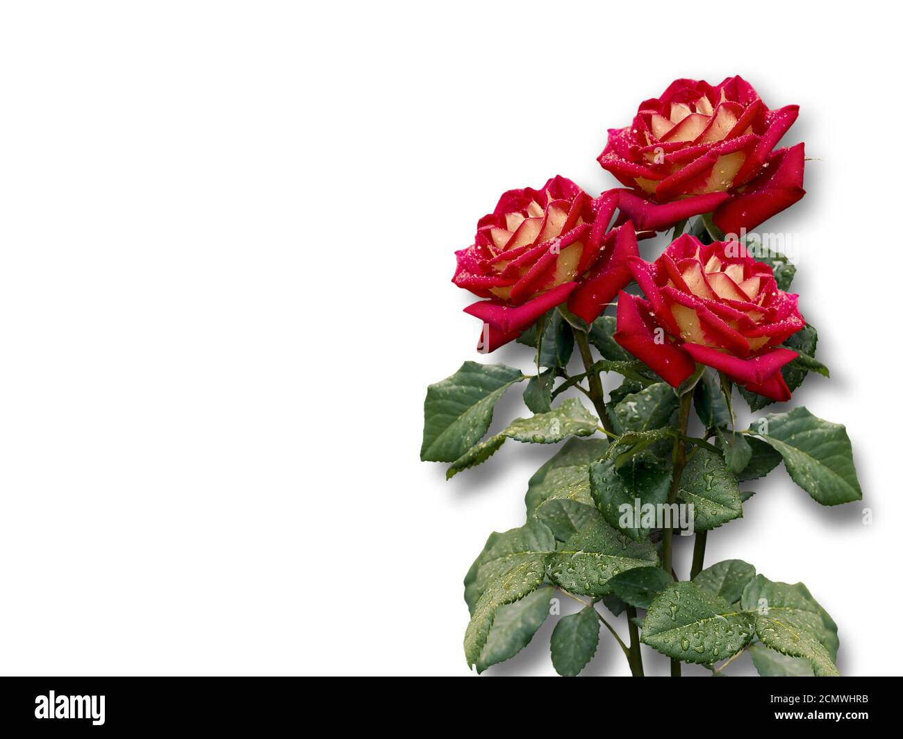 Bouquet de roses rouges sur fond blanc Banque D'Images