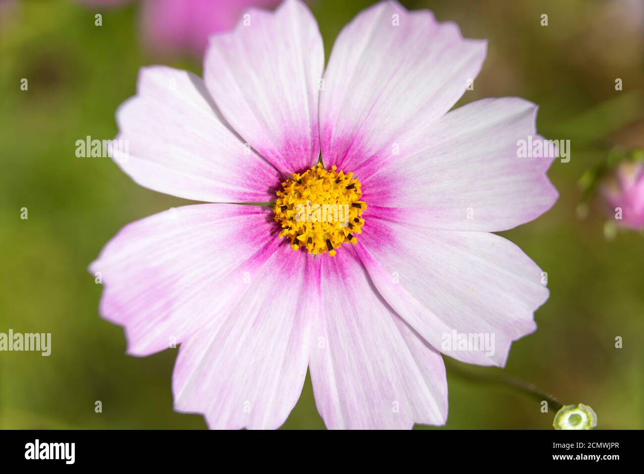 Gros plan macro sur une fleur avec des fleurs blanches de couleur rose à la base, Cosmos bipinnatus 'détection mixte' Cosmos Banque D'Images