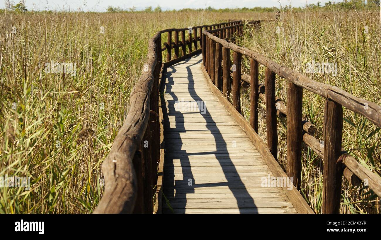 Il ponte sul lago di Massaciuccoli, provincia di Lucca, un osservatorio naturel. Il ponte di legno tra la Palude lacustre. Una strada di legno. Banque D'Images