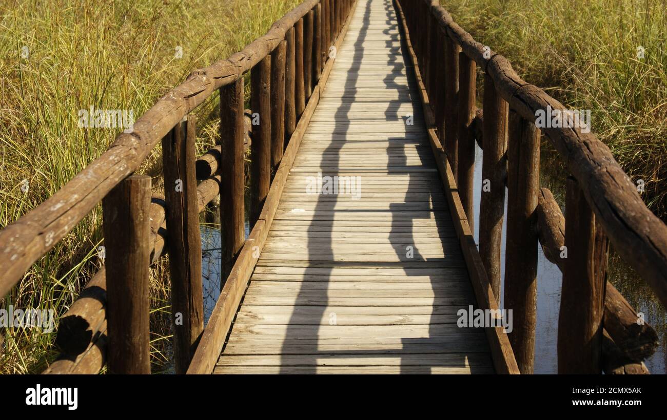 Il ponte sul lago di Massaciuccoli, provincia di Lucca, un osservatorio naturel. Il ponte di legno tra la Palude lacustre. Una strada di legno. Banque D'Images