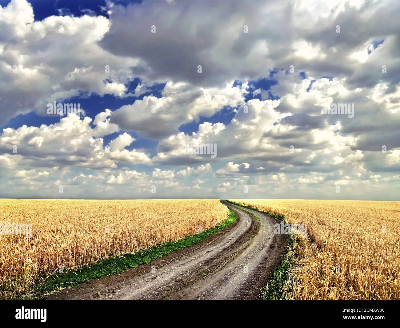 Chemin de terre au milieu d'un champ de blé Banque D'Images