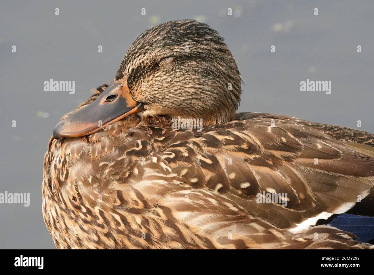 Les femelles de Mallard se reposent Banque D'Images