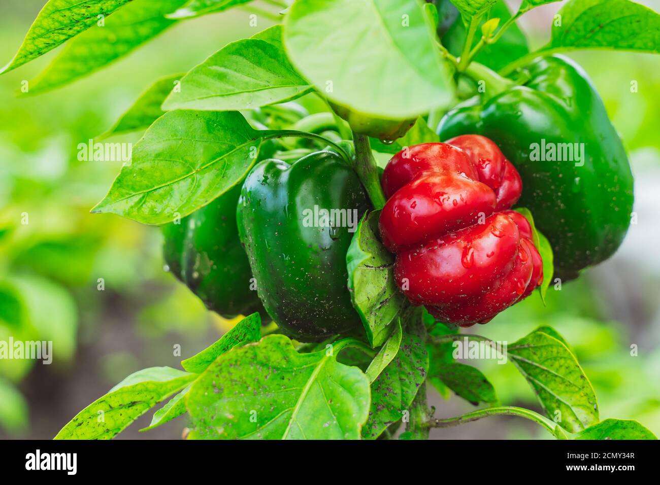 Culture de poivrons doux dans les rangées de sol d'une plantation agricole. Poivrons rouges et jaunes mûrs bio sur les branches dans le jardin. Paprik vert non mûr Banque D'Images