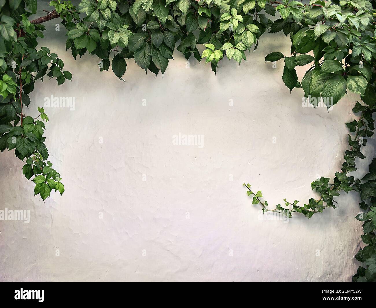 Plante grimpante sur les murs de plâtre blanc Banque D'Images