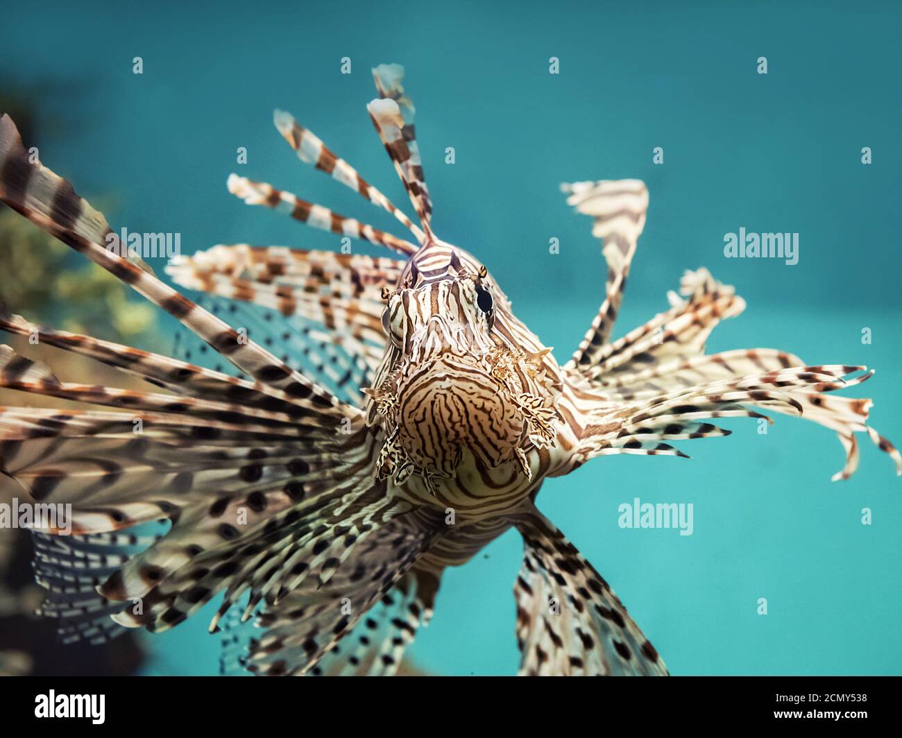 Des poissons de récifs coralliens venimeux (Pterois volitans poisson-papillon rouge) Banque D'Images