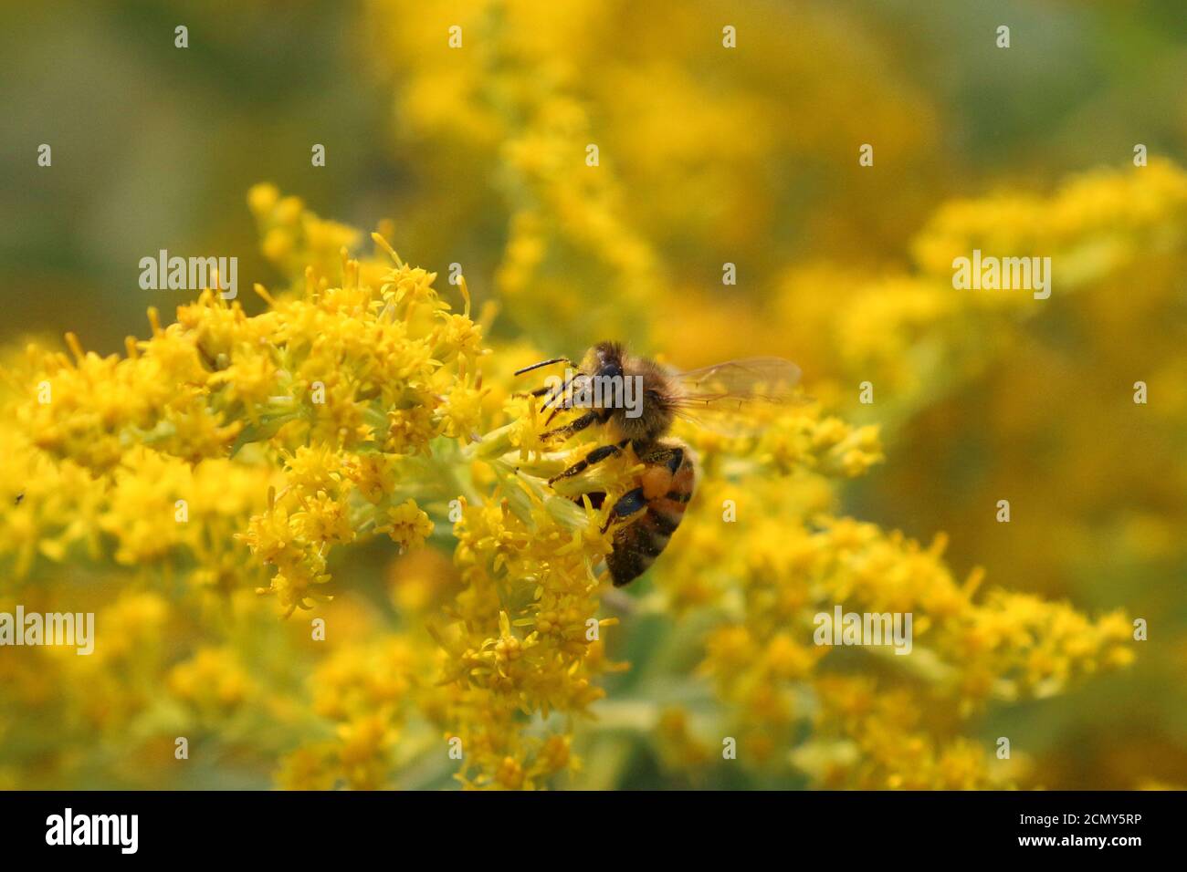 Abeilles sur la baguette d'or Banque D'Images