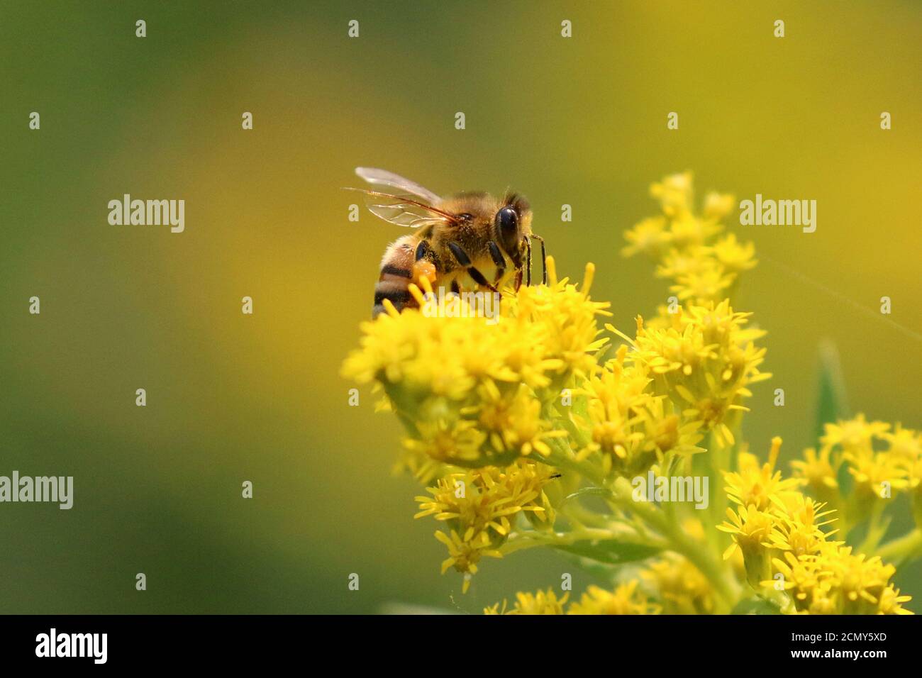 Abeilles sur la baguette d'or Banque D'Images