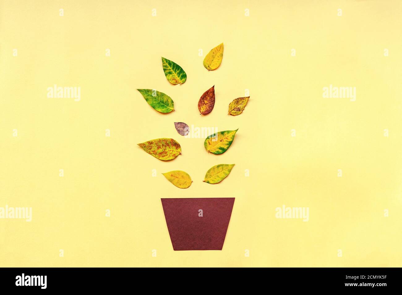 Feuilles d'automne sur fond jaune, plante de maison en pot, concept d'automne, plat. Banque D'Images