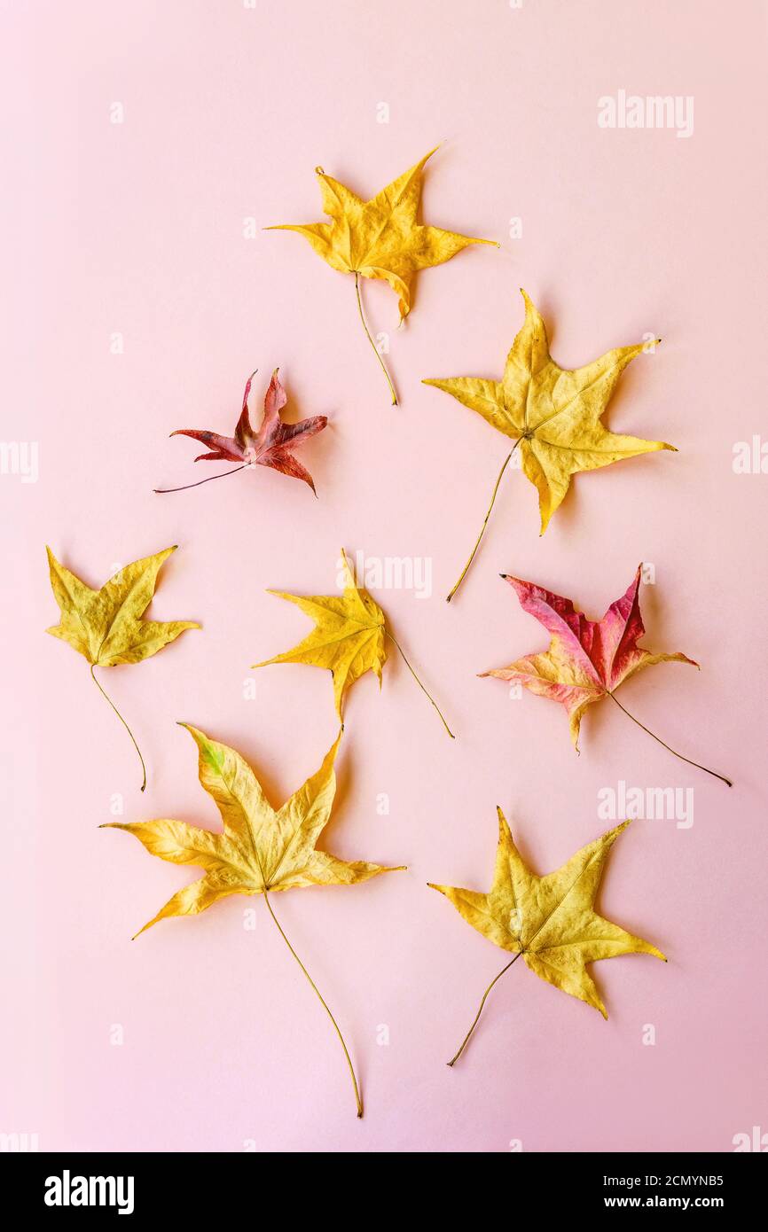 Feuilles d'automne jaunes sur fond rose, concept d'automne. Banque D'Images