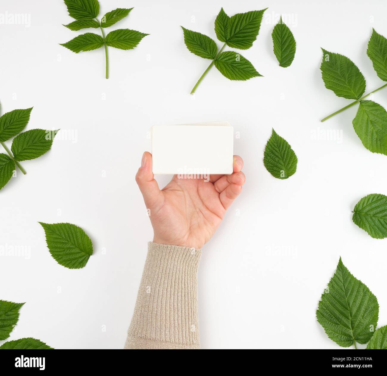 main féminine tenant une pile de papier blanc vide cartes et feuilles de framboise vertes fraîches Banque D'Images