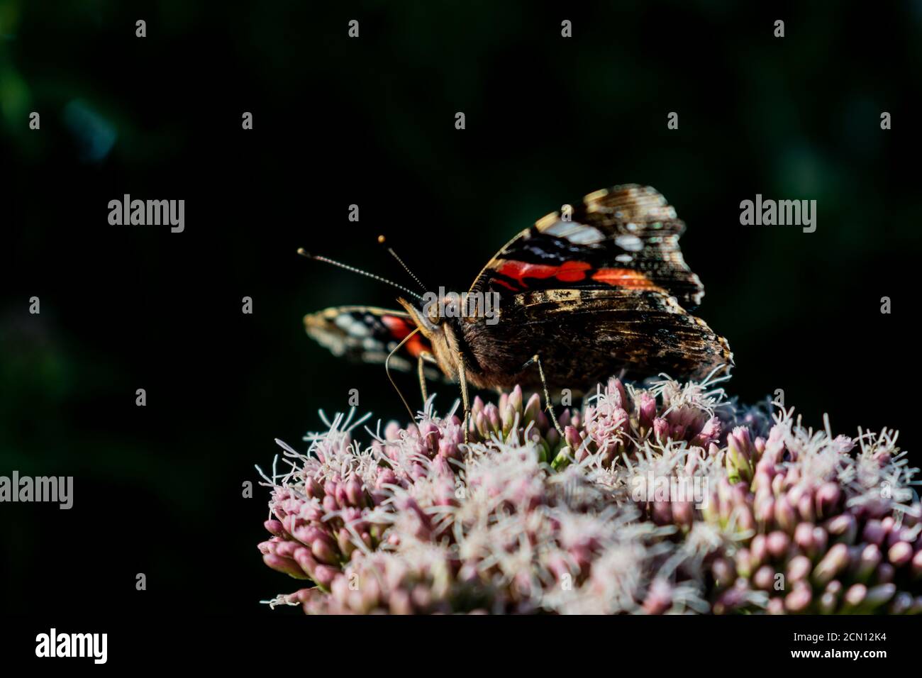 Papillon amiral noir et rouge assis sur une fleur rose appelée Hemp agrimony Eupatorium cannabinum, belle vue rapprochée de l'alimentation de papillon de bouquet de Banque D'Images