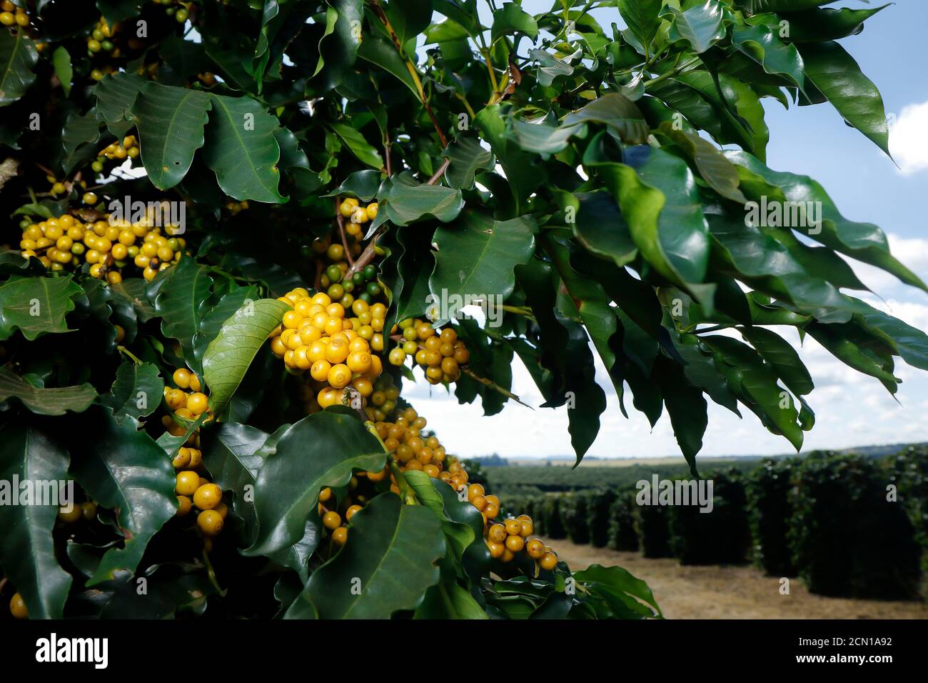 Ferme avec vue sur la plantation de café. L'agrobusiness. Récolte de café avec des grains jaunes, vert et bleu ciel. Banque D'Images