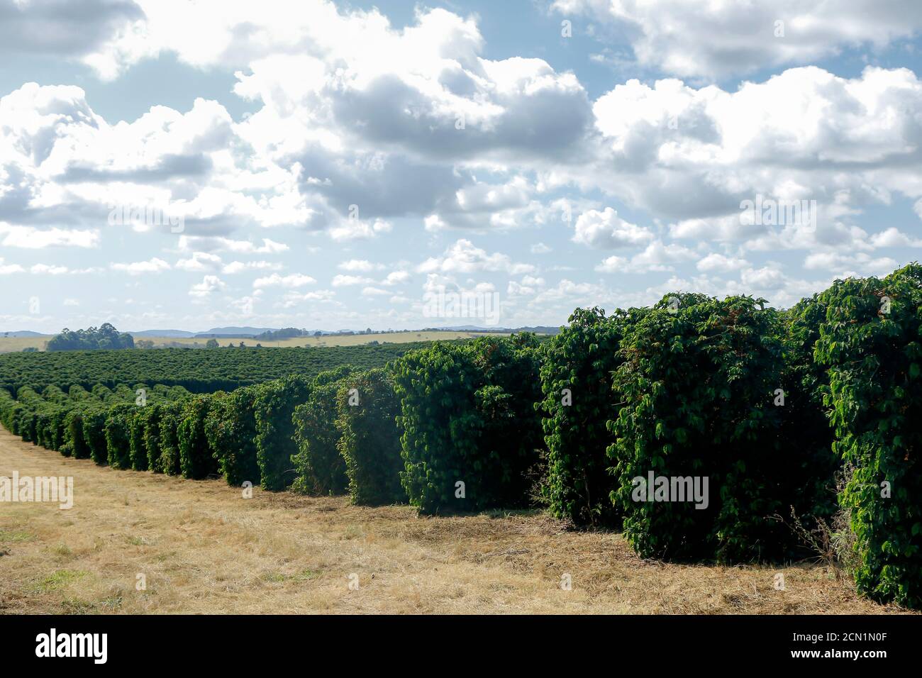 Ferme avec vue sur la plantation de café. L'agrobusiness. Récolte de café avec des grains jaunes, vert et bleu ciel. Banque D'Images