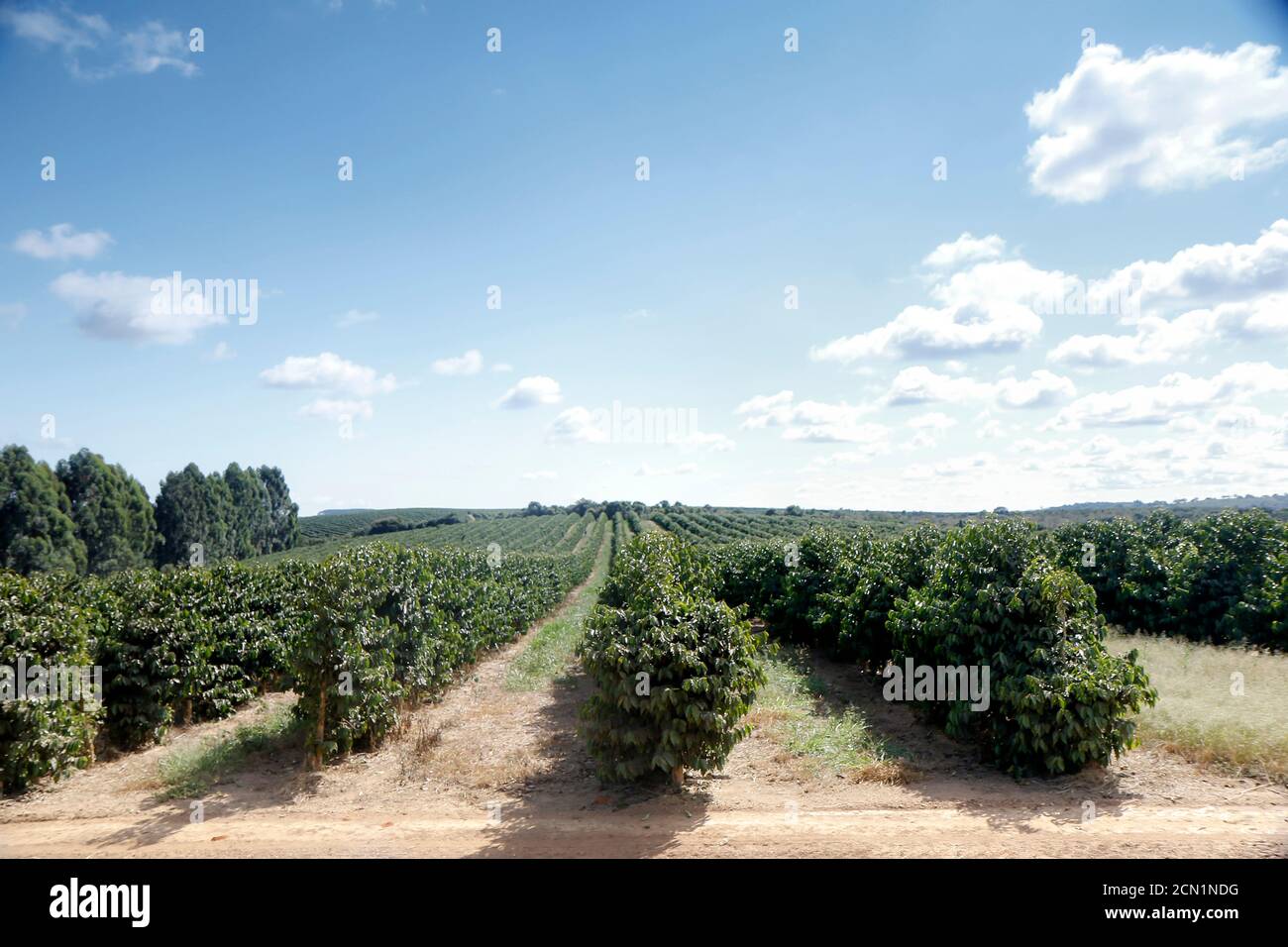 Ferme avec vue sur la plantation de café. L'agrobusiness. Récolte de café avec des grains jaunes, vert et bleu ciel. Banque D'Images