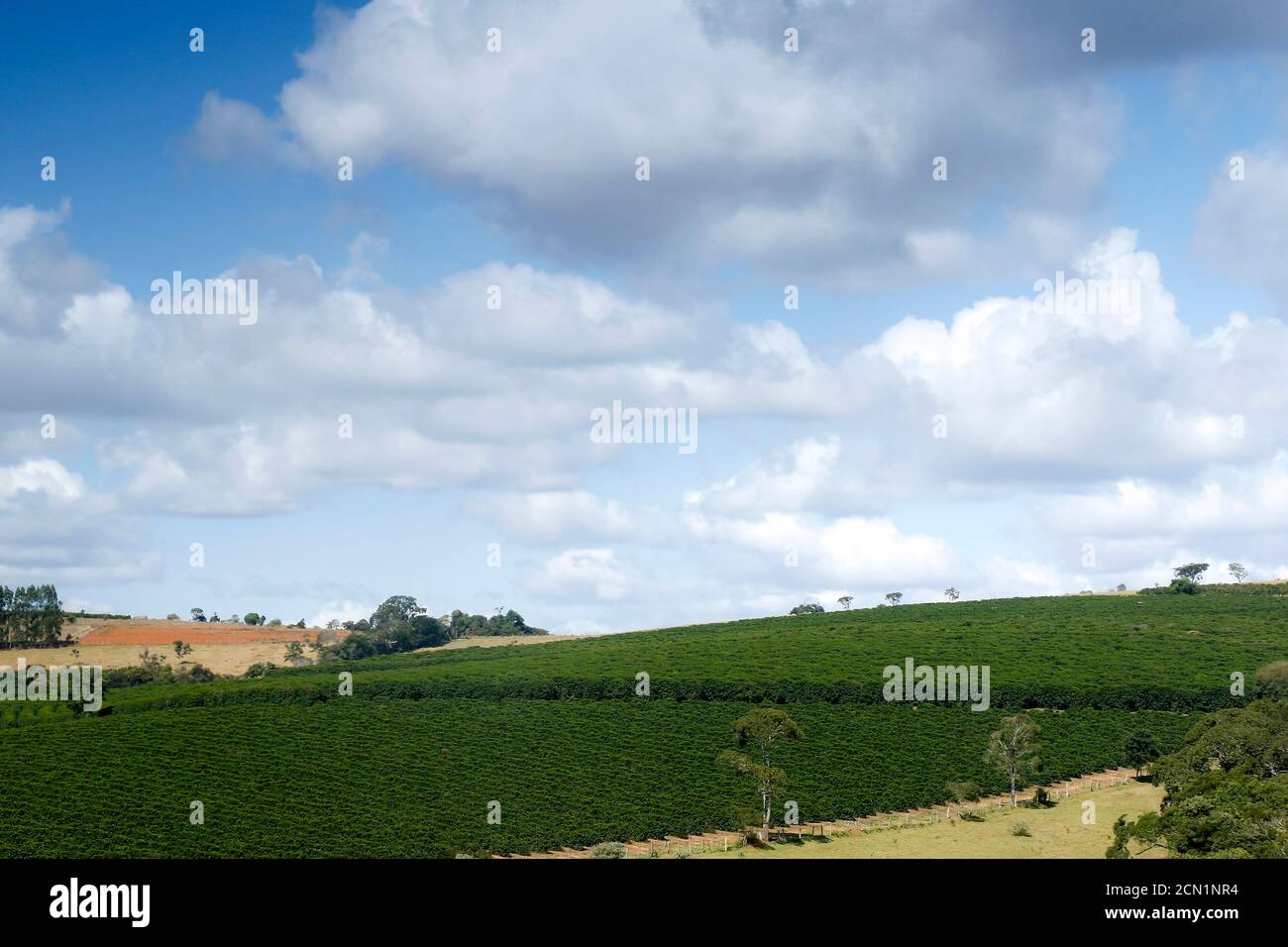 Ferme avec vue sur la plantation de café. L'agrobusiness. Récolte de café avec des grains jaunes, vert et bleu ciel. Banque D'Images