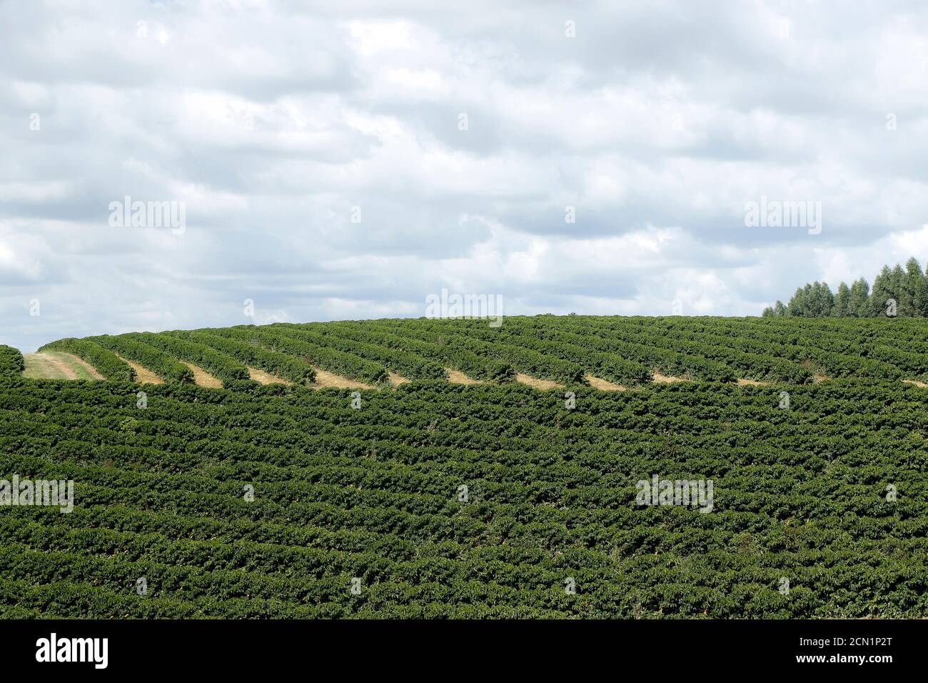 Ferme avec vue sur la plantation de café. L'agrobusiness. Récolte de café avec des grains jaunes, vert et bleu ciel. Banque D'Images