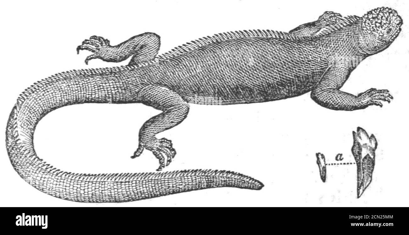 Journal de recherches (1860) page 385. Banque D'Images