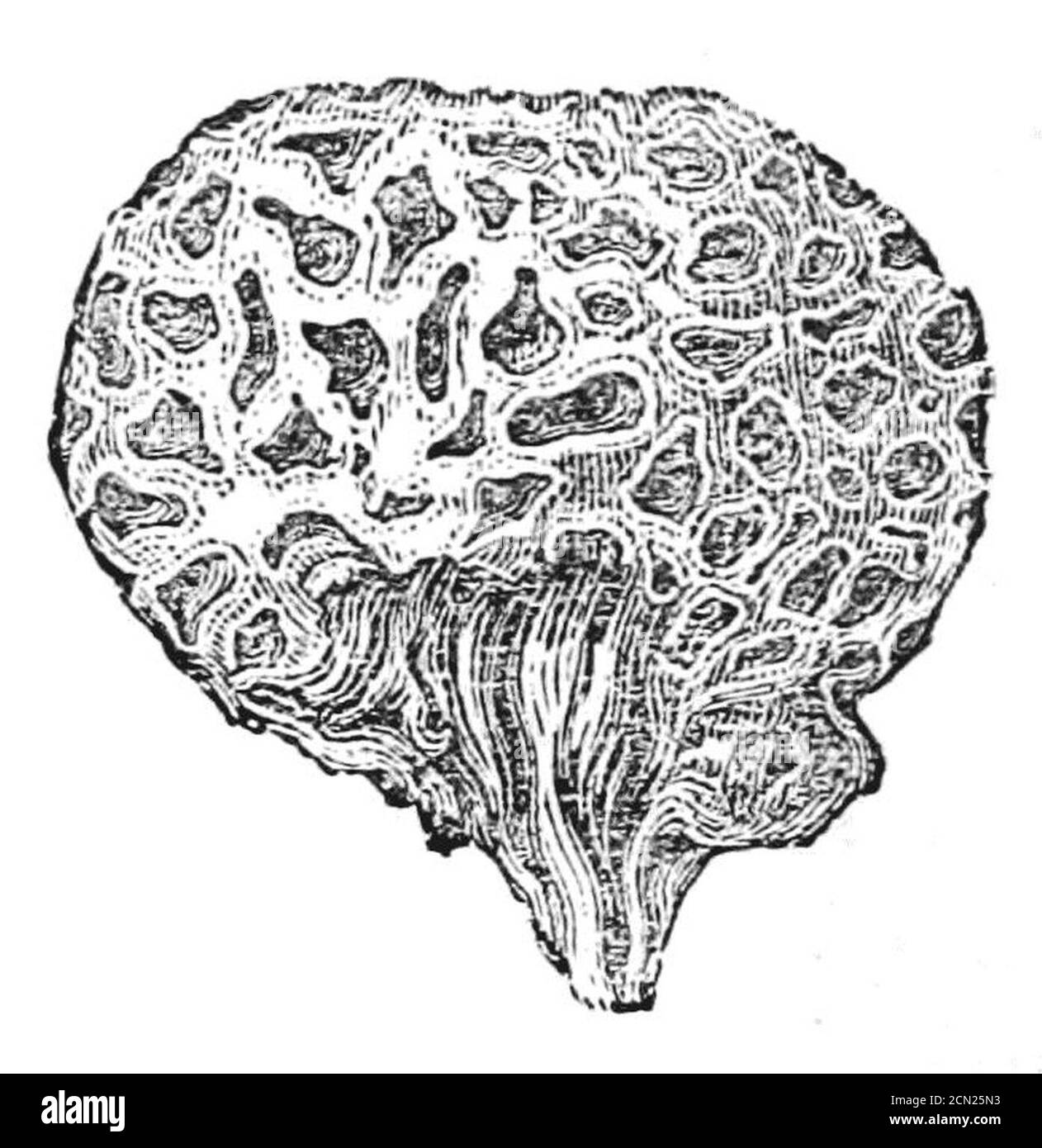 Journal de recherches (1860) page 236. Banque D'Images