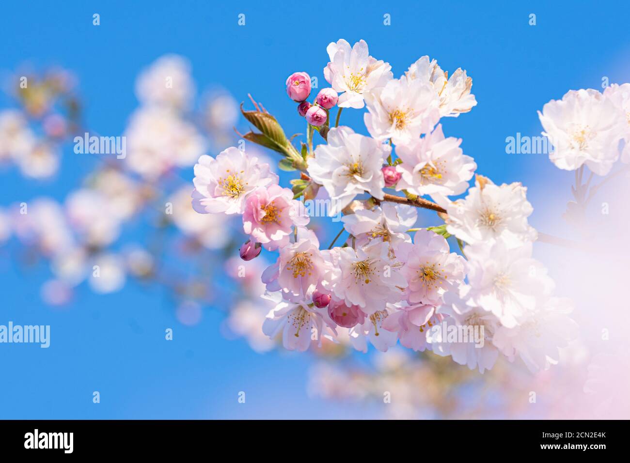 Gros plan d'une fleur rose dans le ciel bleu du printemps Banque D'Images