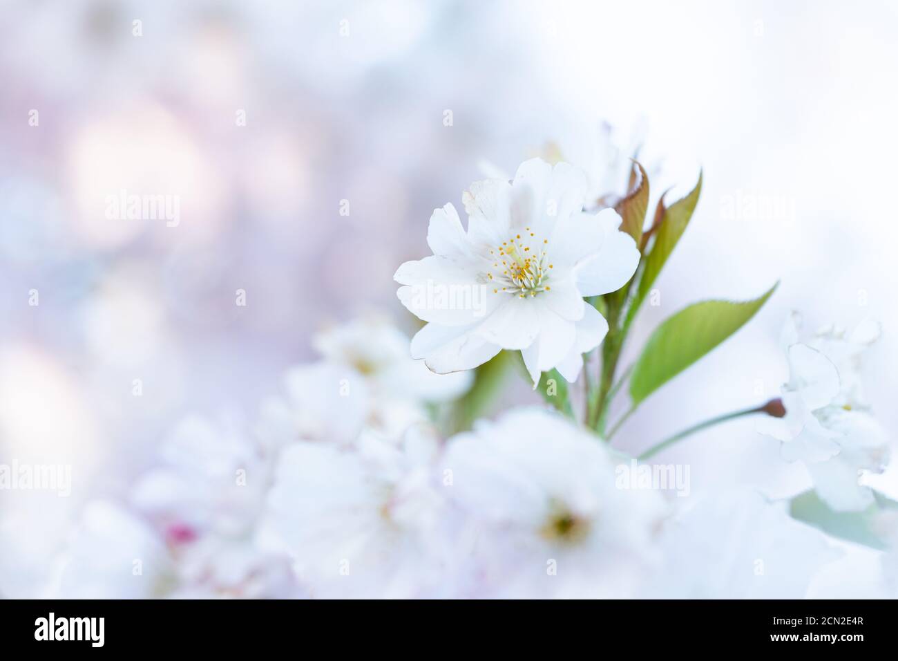 Gros plan d'une fleur rose dans le ciel bleu du printemps Banque D'Images