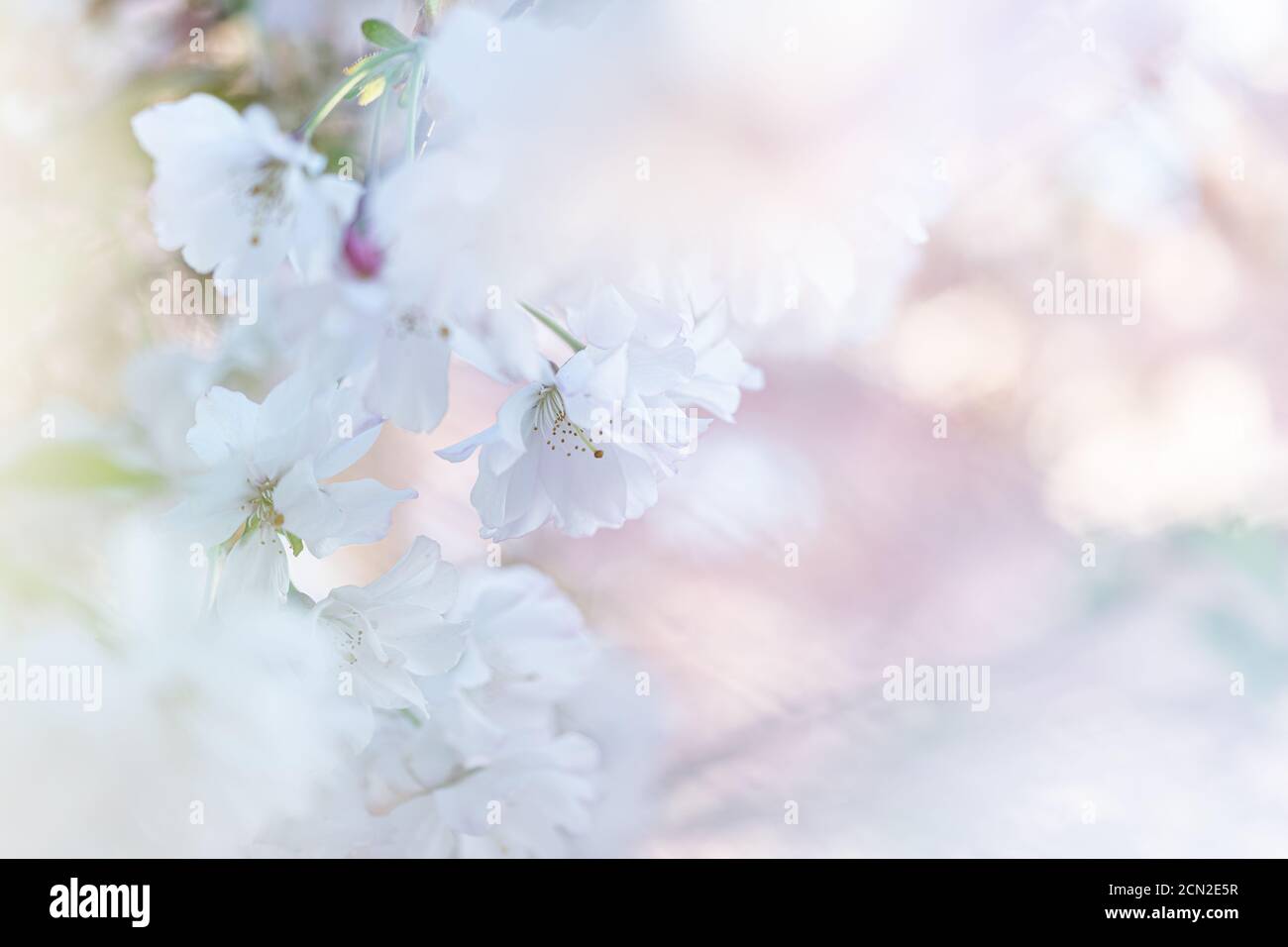 Gros plan d'une fleur rose dans le ciel bleu du printemps Banque D'Images