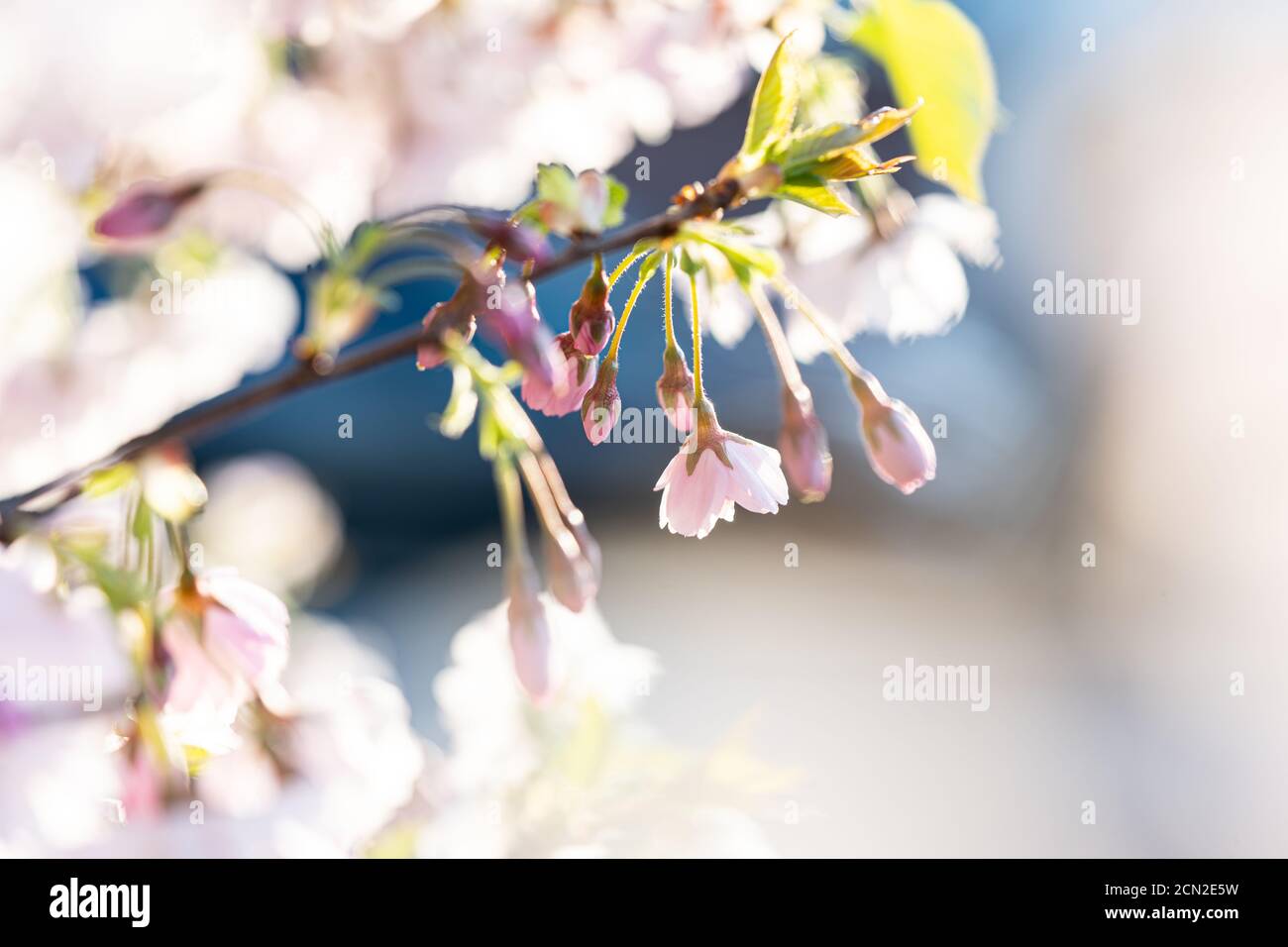 Gros plan d'une fleur rose dans le ciel bleu du printemps Banque D'Images