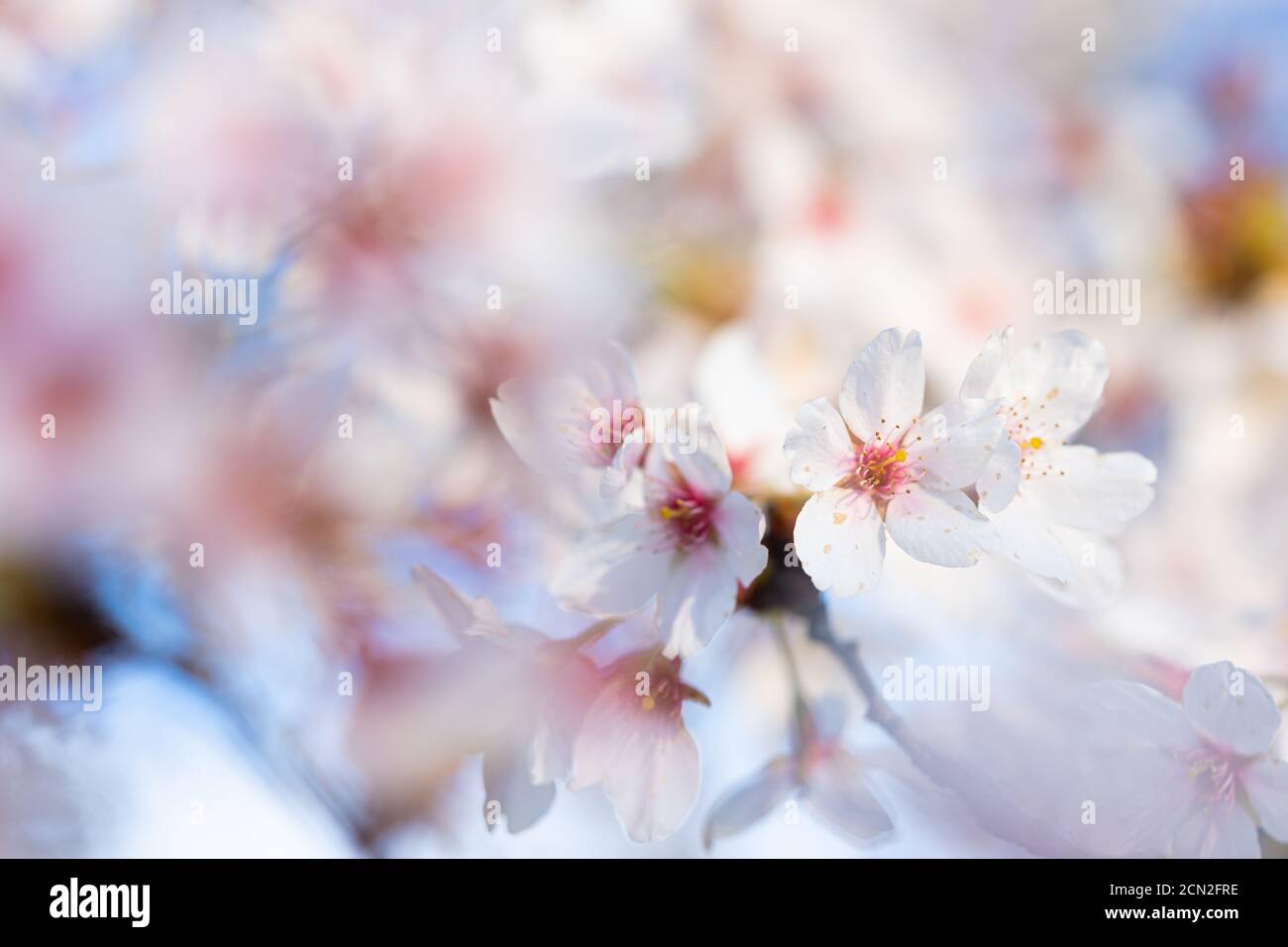 Gros plan d'une fleur rose dans le ciel bleu du printemps Banque D'Images