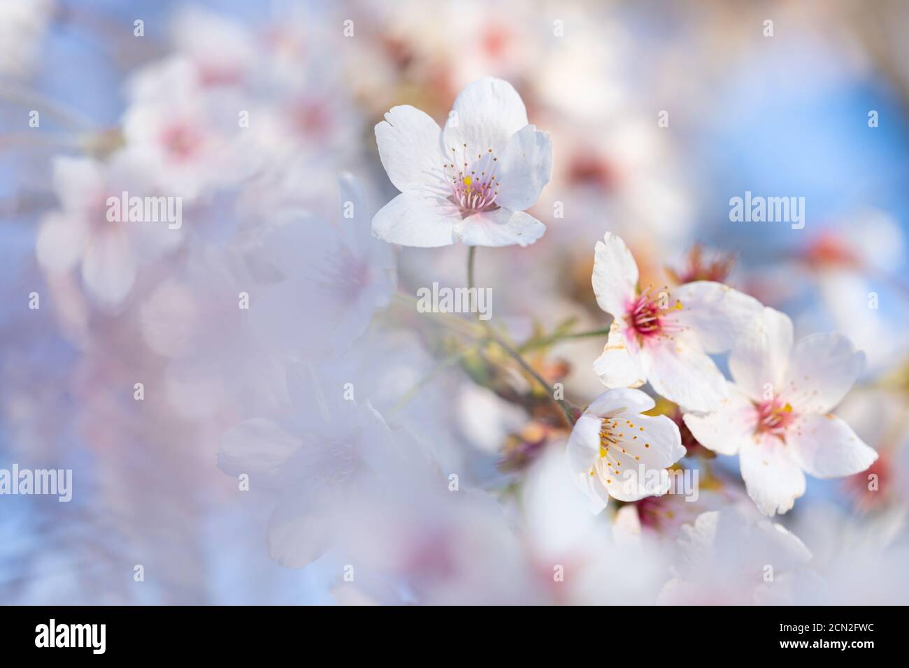 Gros plan d'une fleur rose dans le ciel bleu du printemps Banque D'Images