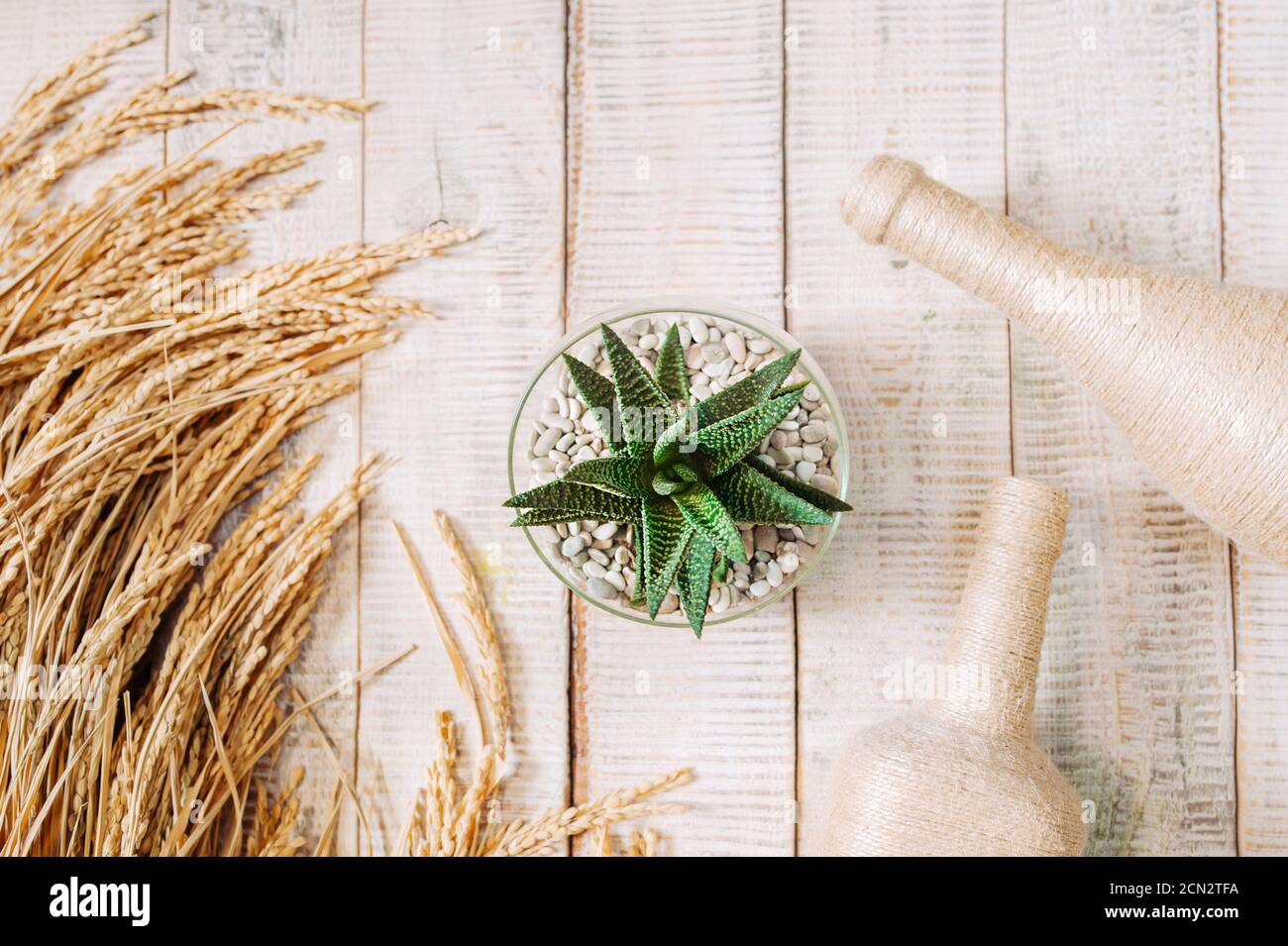 succulent vert sur table en bois avec bouquet de riz sec et bouteilles décorées de corde, vue de dessus, mise au point sélective Banque D'Images