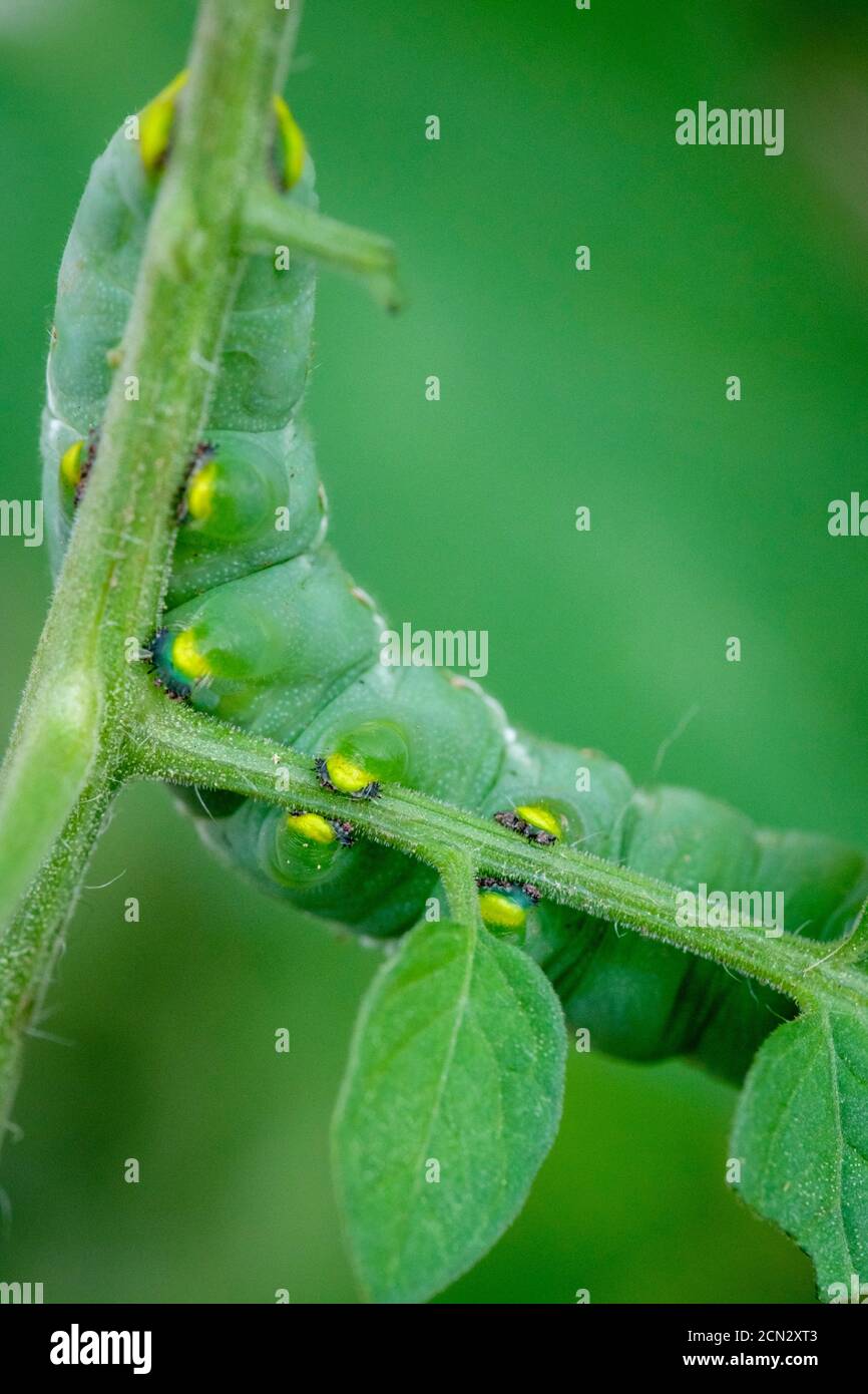 Pattes de la larve de la tomate, chenille verte de Manduca quinquemaculata sur une usine de