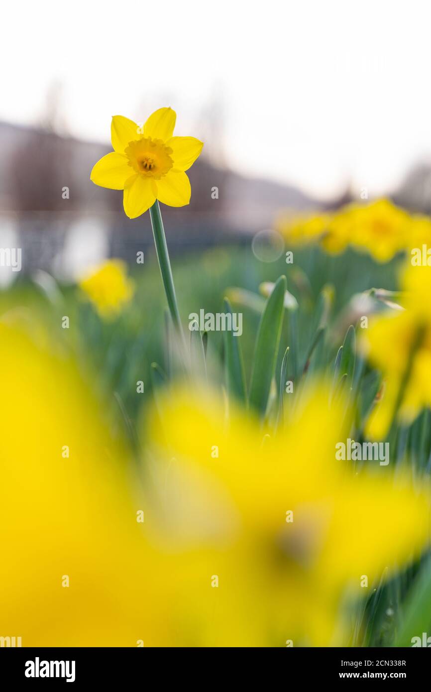 Gros plan des jonquilles en mars Banque D'Images